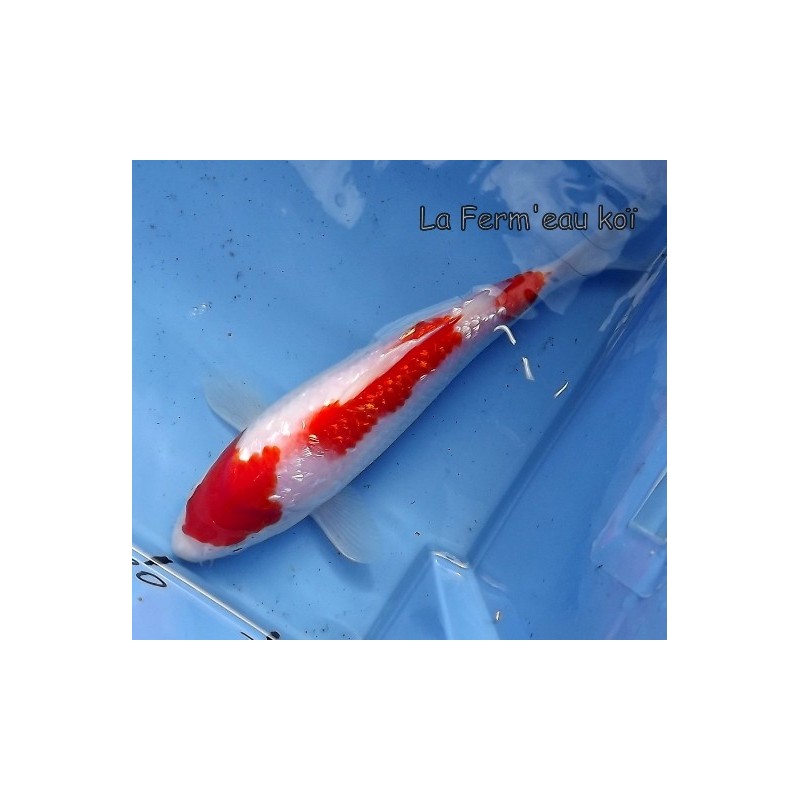 Ginrin kohaku 20-25 cm Japon Ogata