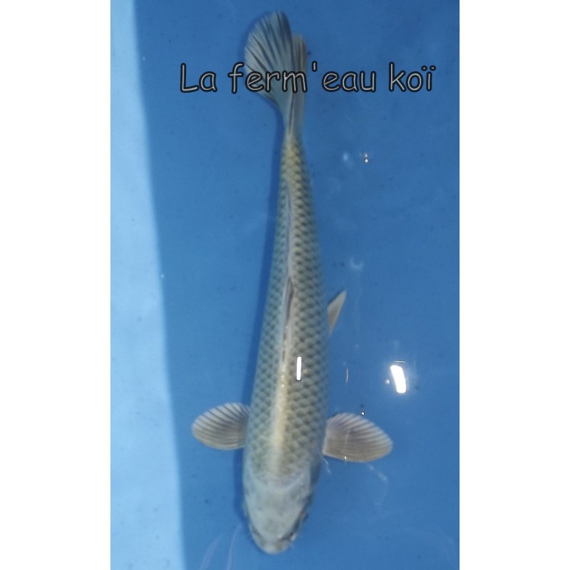 Hikari Muji Platinum Ogon 20-25 cm Japon Ogata