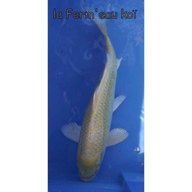 Yamabuki 25-30 cm Japon Ogata