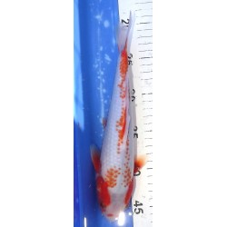 Kanoko Yuki Asagi éleveur Otsuka