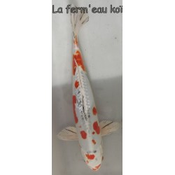 Doitsu yamatonishiki 30-35 eleveur Marusaka