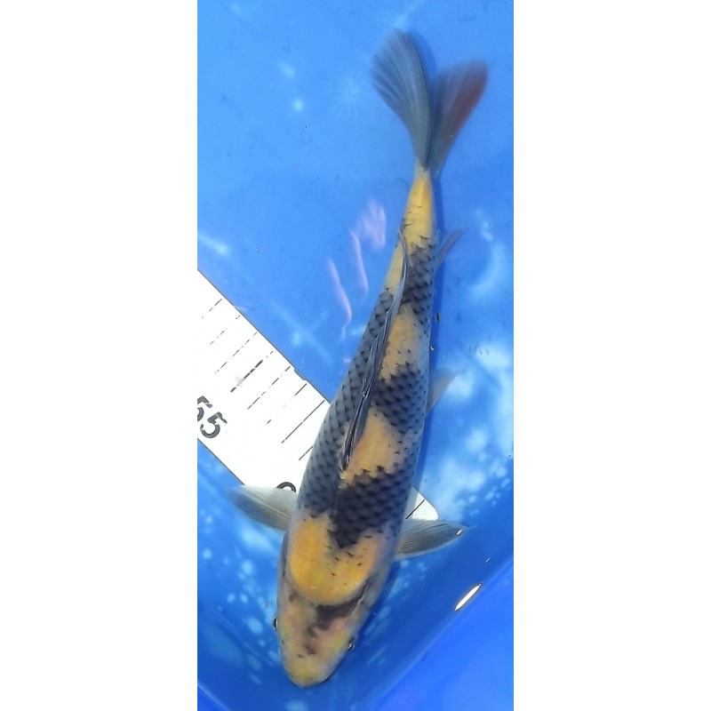 Ki Utsuri éleveur Otsuka