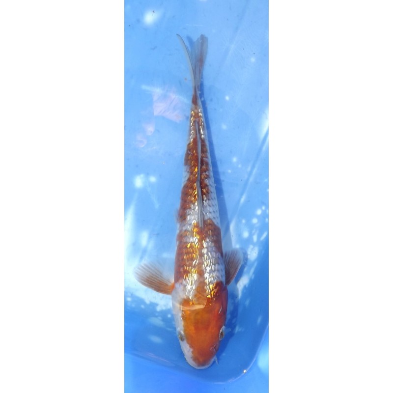 Ginrin Ochiba éleveur Otsuka