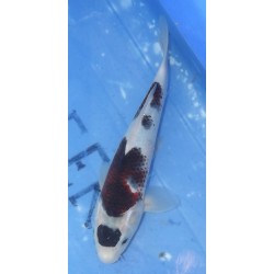 Maruten Budo Goromo éleveur Otsuka