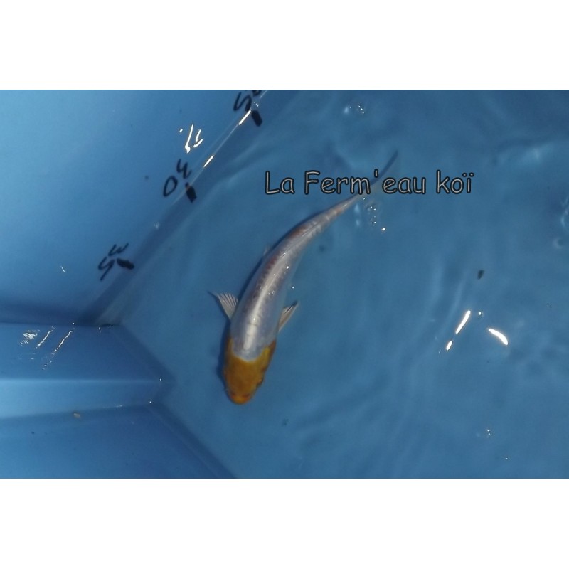 Doitsu hariwake 15-18-cm Japon Marusaka tosaï