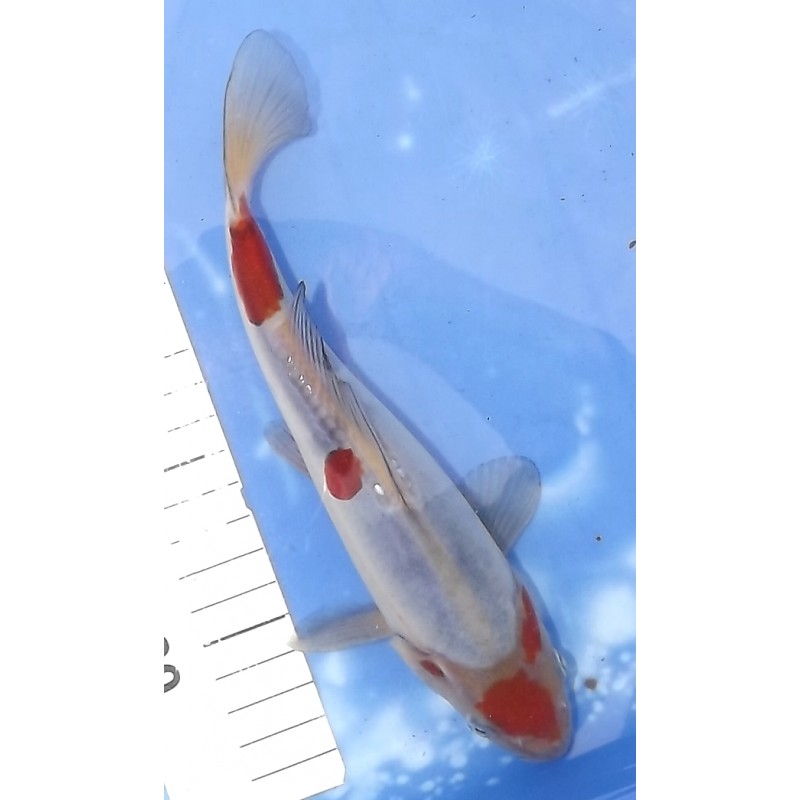 Tosaï : Doitsu Maruten Ochiba éleveur Hiroï