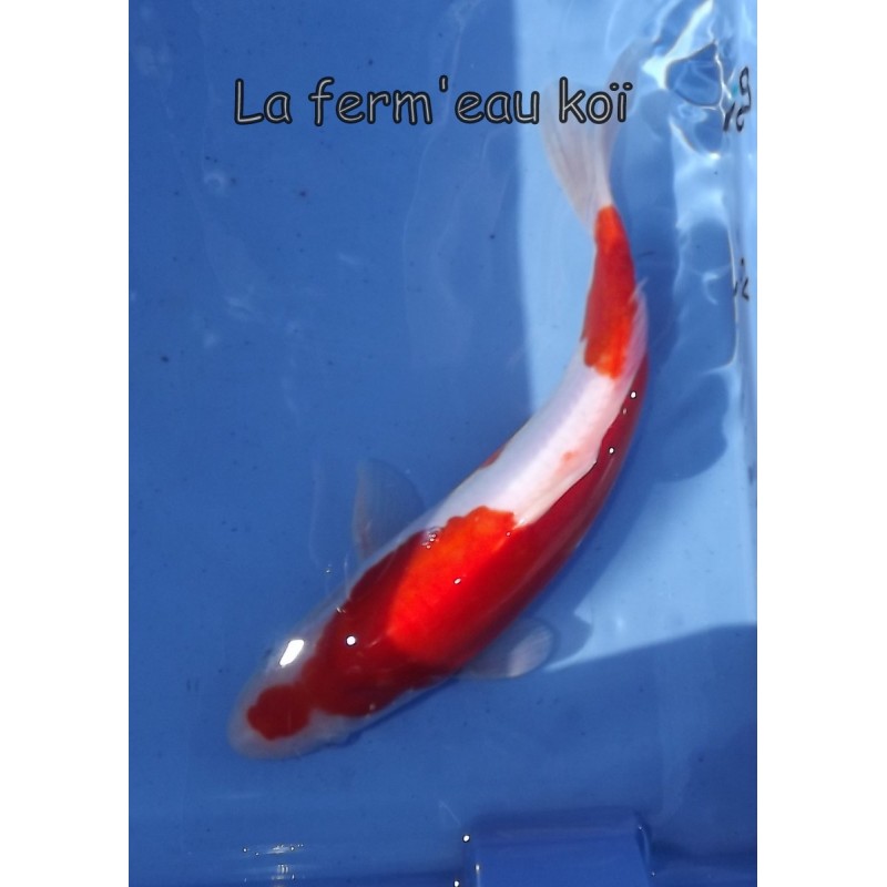 Doitsu kohaku 20-25 cm Japon Ogata