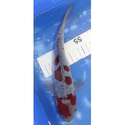 Tosaï : Doitsu Ochiba éleveur Hiroï