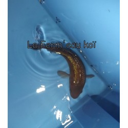 Ginrin Chagoï 15-18-cm Japon Marusaka tosaï