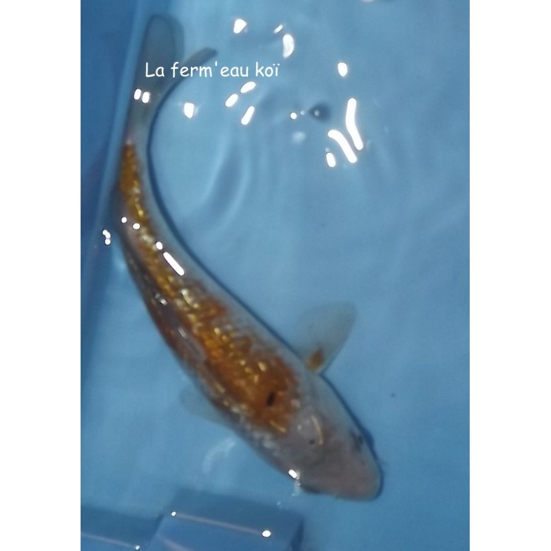 Ginrin Ochiba 15-18-cm Japon Marusaka tosaï