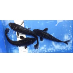 Tosaï HQ : Black Diamond éleveur Ooya