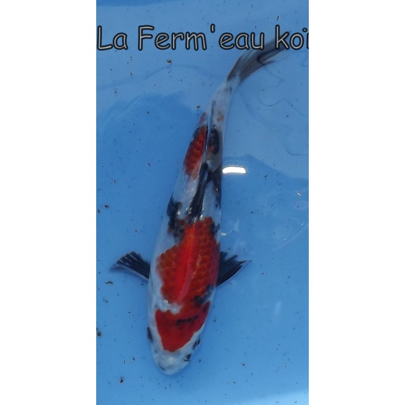 Ginrin showa 15-19-cm Japon Ogata tosaï