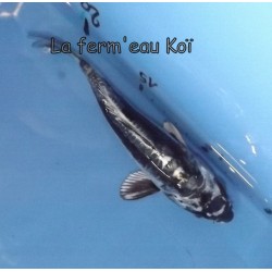 beni Kikokuryu 15-18-cm Japon Marusaka tosaï