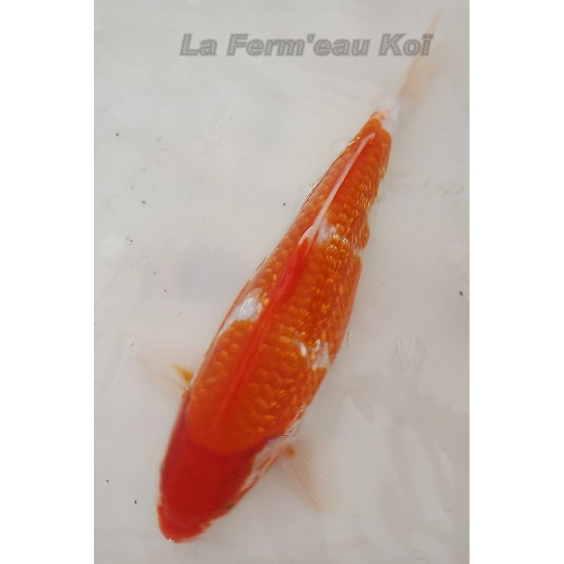 ginrin kohaku 30-35cm