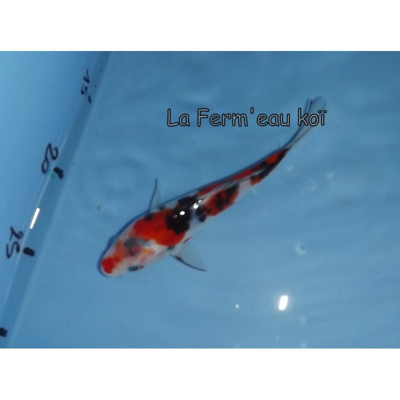 Doitsu Sanke 15-18-cm Japon Marusaka tosaï