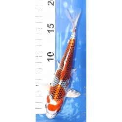 Tosaï HQ : Kujaku éleveur Saïto Koï Farm