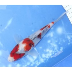 Tosaï HQ : Showa éleveur Saïto Koï Farm