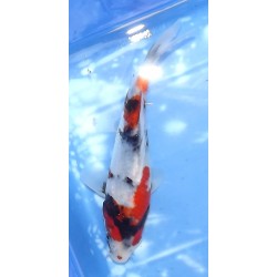 Tosaï HQ : Showa éleveur Saïto Koï Farm