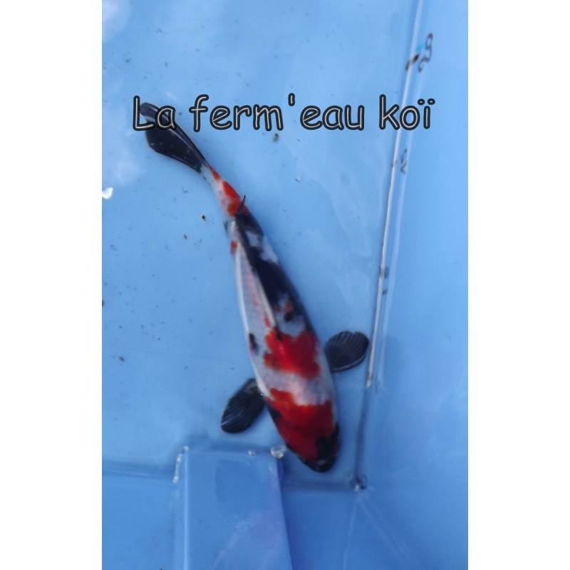 Showa 20-25 cm Japon Ogata