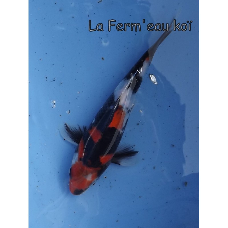 Showa 20-25 cm Japon Ogata