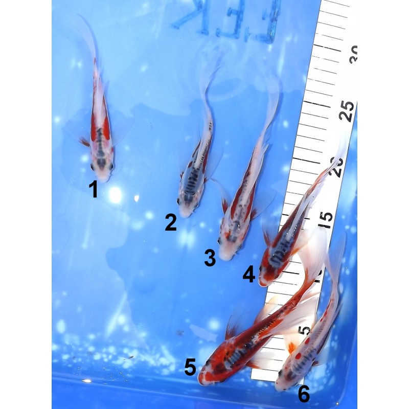 Tosaï : Shusui Butterfly éleveur Yamasan