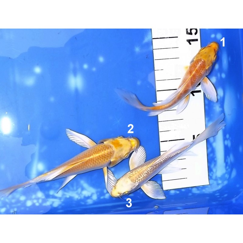 Tosaï : Hariwake et Ginrin Yamabuki Butterfly éleveur Yamasan