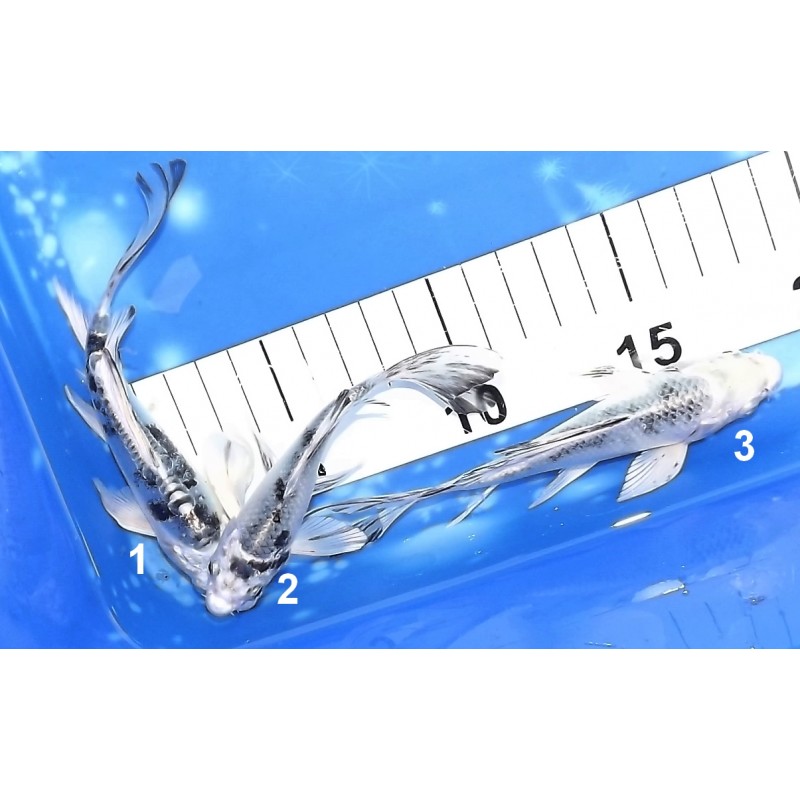 Tosaï : Doitsu Gin Shiro Bekko et Gin Shiro Bekko Butterfly éleveur Yamasan