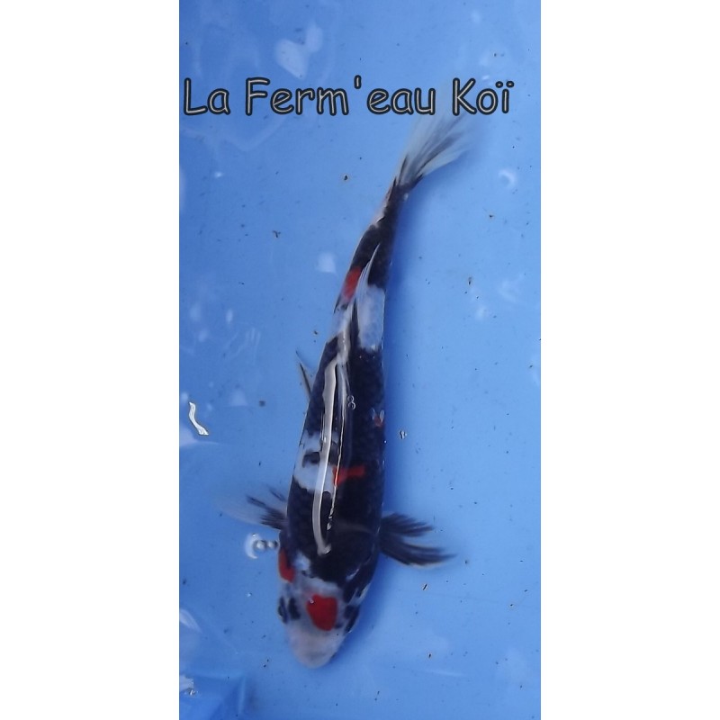 Taisho showa 20-25 cm Japon Ogata