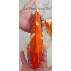 ginrin kohaku 30-35cm