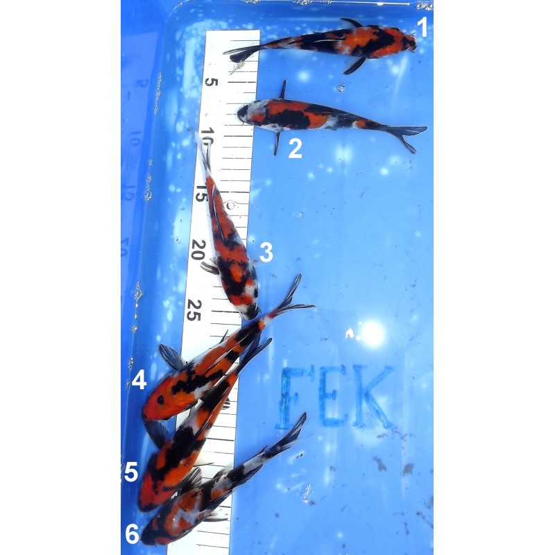 Tosaï : Showa éleveur Kazehiro (Tanaka H)