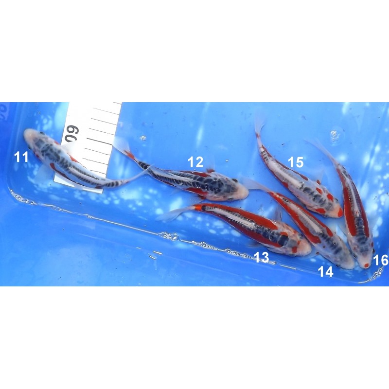 Tosaï : Shusui éleveur Kazehiro (Tanaka H)