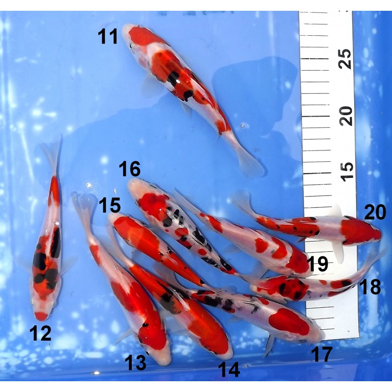 Tosaï HQ : Beni Kumonryu et Doitsu Sanke éleveur Takahashi