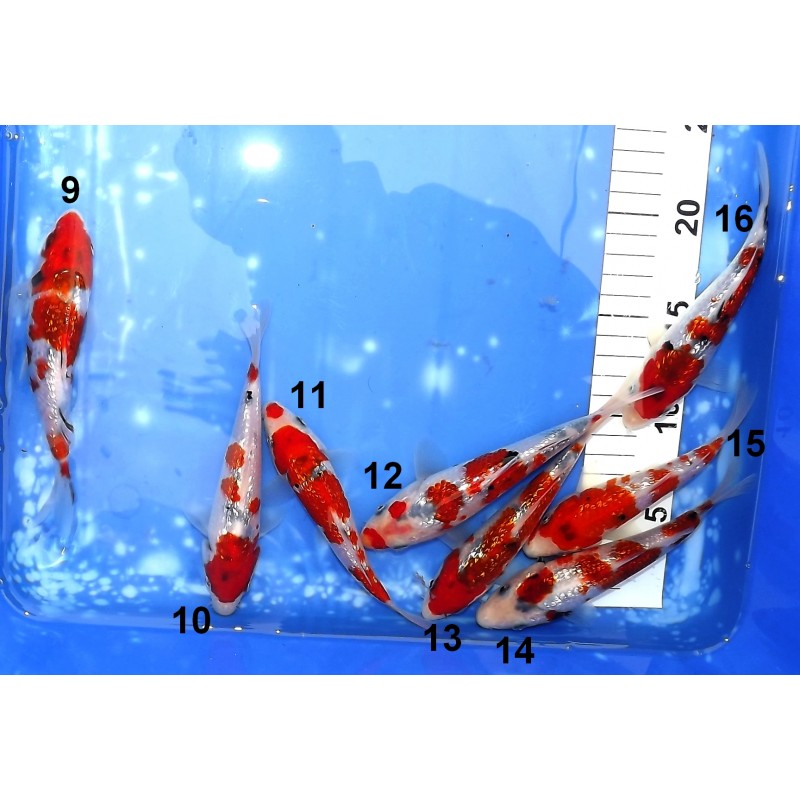 Tosaï HQ : Ginrin Kindaï Showa et Ginrin Sanke éleveur Takahashi