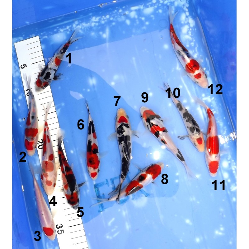 Tosaï HQ : Tancho et Maruten (Beni Kumonryu / Doitsu Showa / Doitsu Sanke) éleveur Takahashi