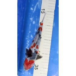 Tosaï HQ : Showa éleveur Ooya