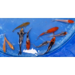 WYSIWYG : Lot de 10 Tosaï Otsuka 7-15cm