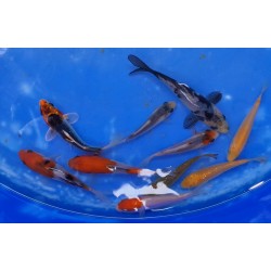 WYSIWYG : Lot de 10 Tosaï Otsuka 7-15cm