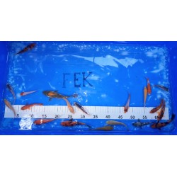 WYSIWYG : Lot de 20 Tosaï Otsuka 7-15cm