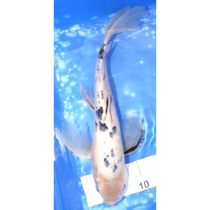 B : Shiro Bekko voile 40cm