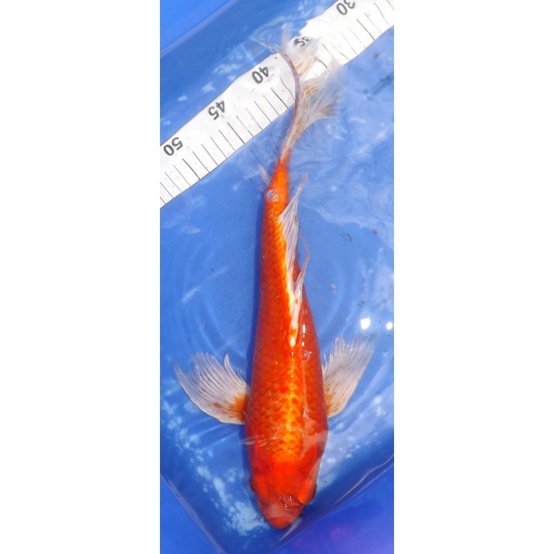 B : Orenji voile 42cm