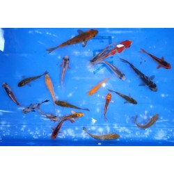 WYSIWYG : Lot de 20 Tosaï Otsuka 7-15cm