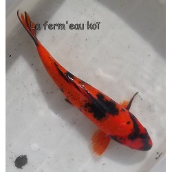 hi utsuri éleveur Maruhiro