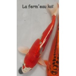 Kujaku eleveur Hirasawa