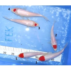 Tancho et Maruten Kohaku éleveur Saïto Koï Farm