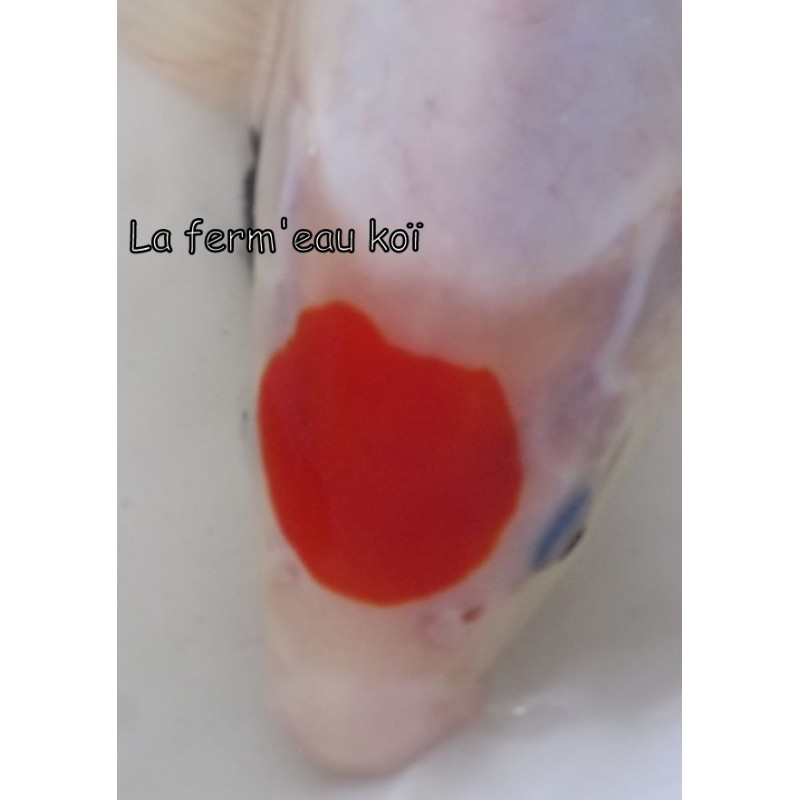 Maruten (tancho) Kohaku 25-30 cm FEMELLE