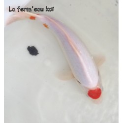 Maruten (tancho) Kohaku 25-30 cm FEMELLE