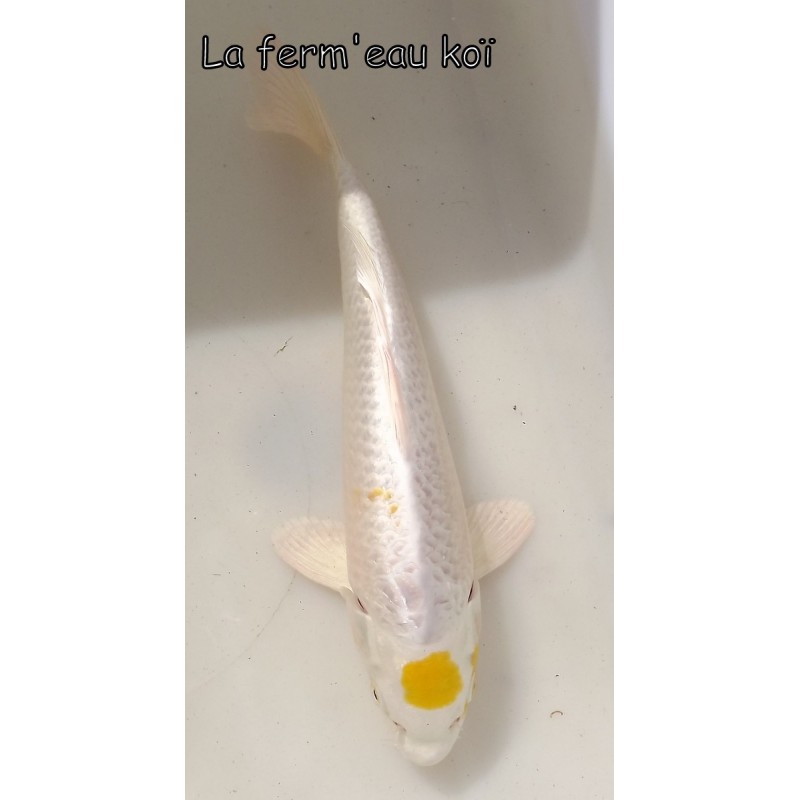 Maruten (tancho) Hariwake 20-25 cm RARE