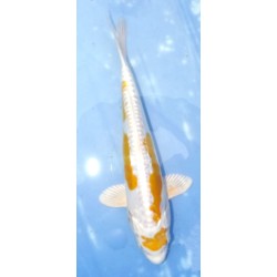 Doitsu Maruten Hariwake éleveur Aoki