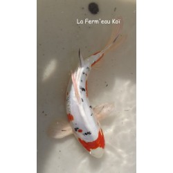 Doitsu Yamatonishiki voile 30-35 cm