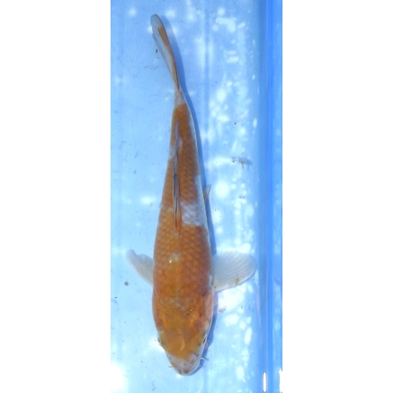 Ochiba éleveur Kazehiro